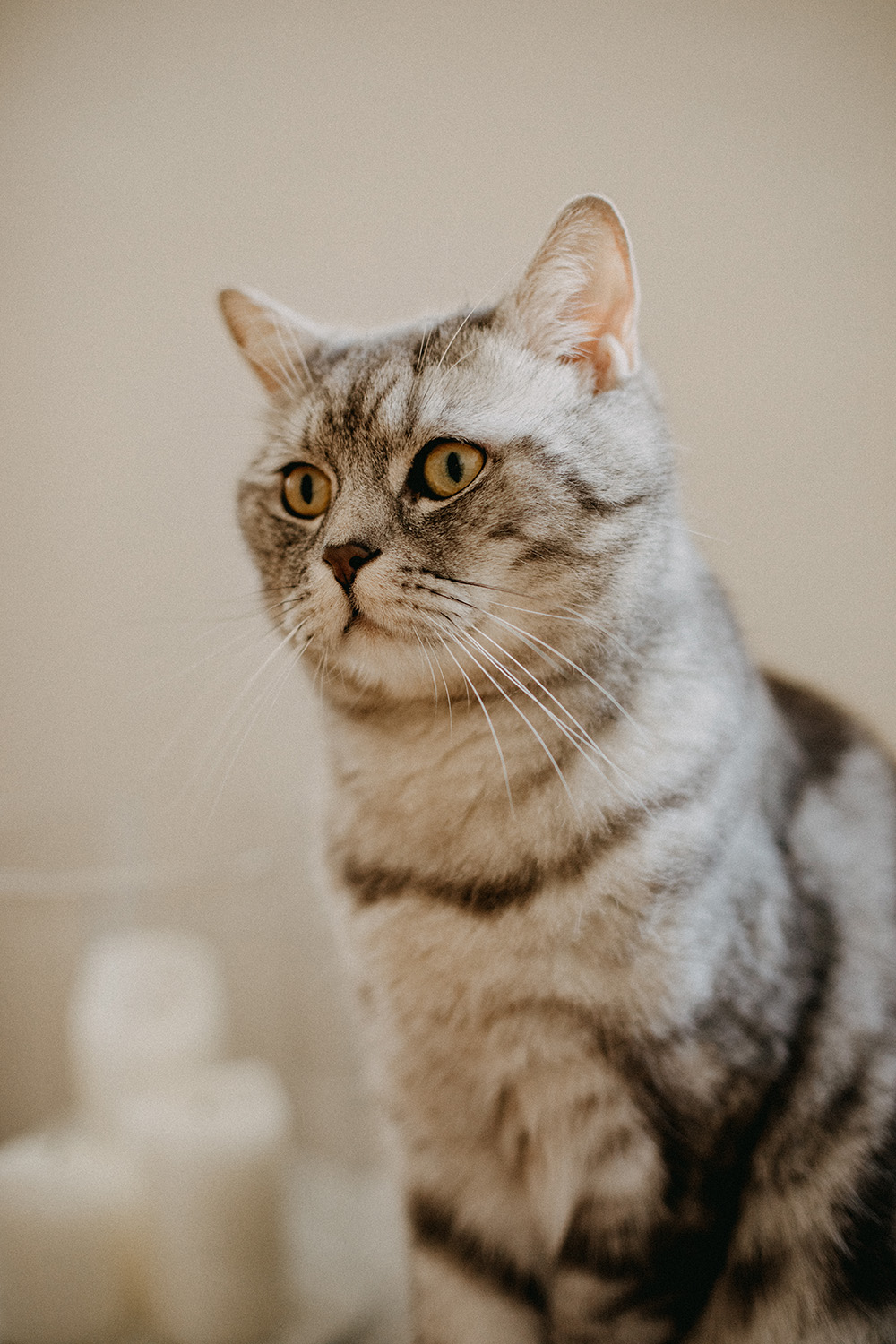 cat-looking-away