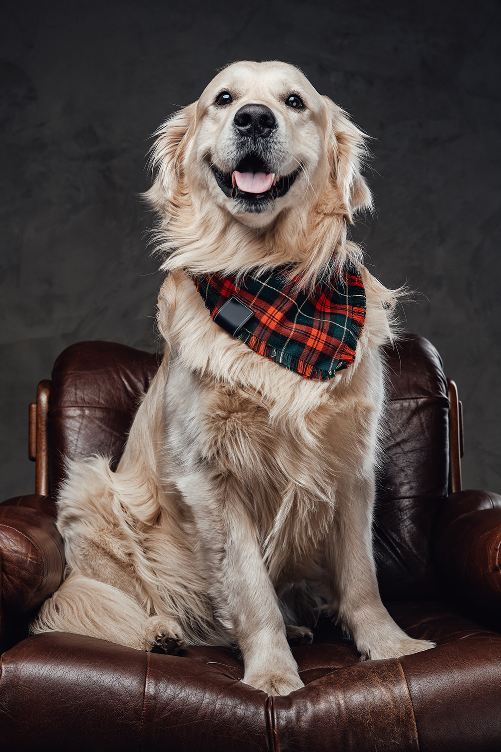 smiling-golden-retriever